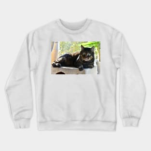 Cats Crewneck Sweatshirt